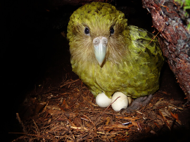 Kakapo on clutch. (Photo by  Theo Thompson)
