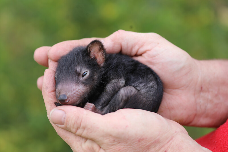 (Photo by Aussie Ark)