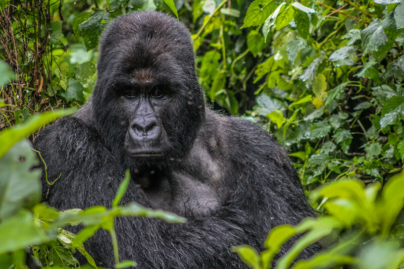 (Photo by: Virunga National Park)