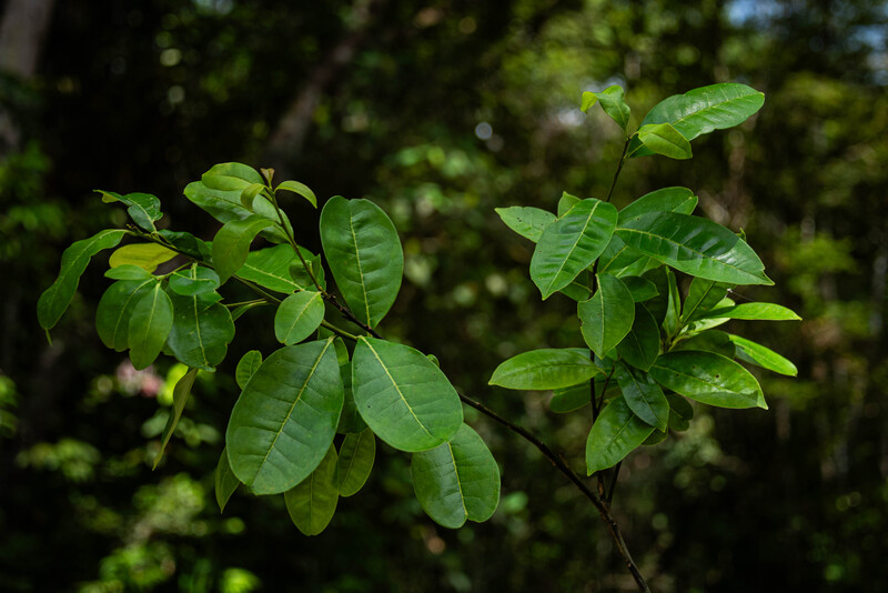 Pernambuco Holly (Ilex Sapiiformis). (Photo by Fred Jordão)