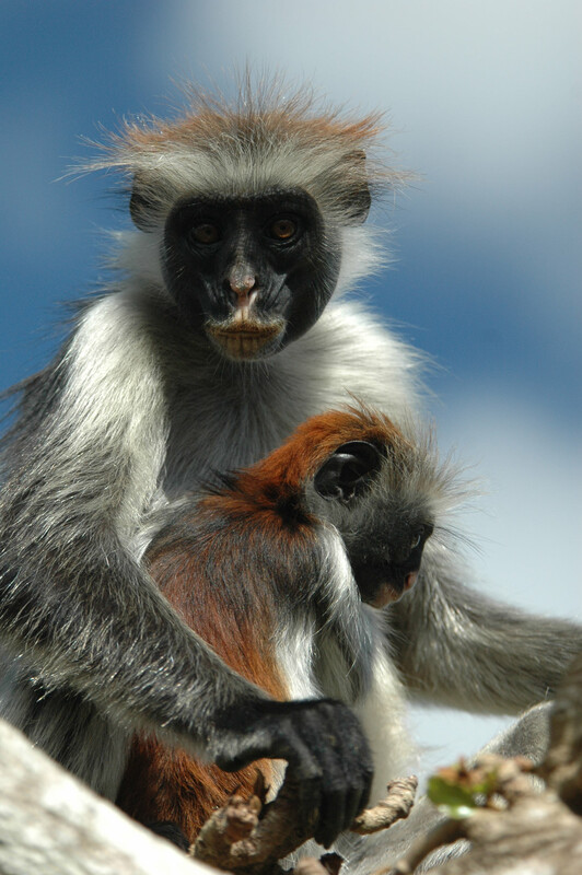 Mother and juvenile Kirk’s red colobus (Piliocolobus kirkii), Jozani Forest, Zanzibar, Tanzania, September 2006