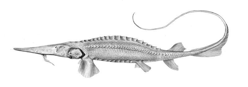 This fish, endemic to the Syr Darya River, which flows through Kazakhstan, Tajikistan and Uzbekistan, is among the world's smallest sturgeon species. A previous expedition, supported by Re:wild, traveled to Kazakhstan in search of the species, but did not find it. It was last seen in the 1960s. (Illustration courtesy of Shoal)