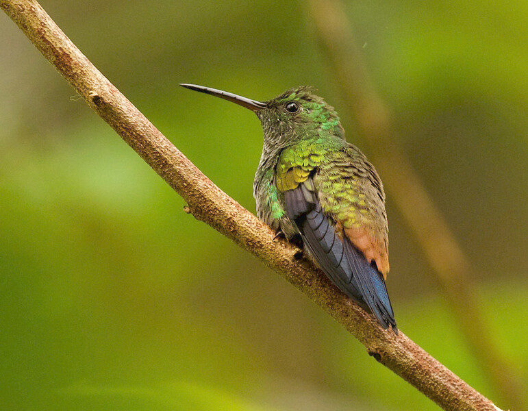 A copper-rumped hummingbird in Monagas, Venezuela. Photo from the expedition searching for Urich's tyrannulet in Venezuela in May 2021. (Photo by David Ascanio)