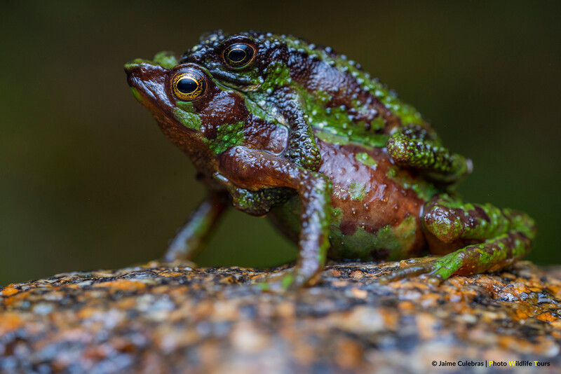 Morona-Santiago Stubfoot Toad (Atelopus halihelos) in Ecuador is Critically Endangered gnered. (Photo by © Jaime Culebras/Photo Wildlife Tours)