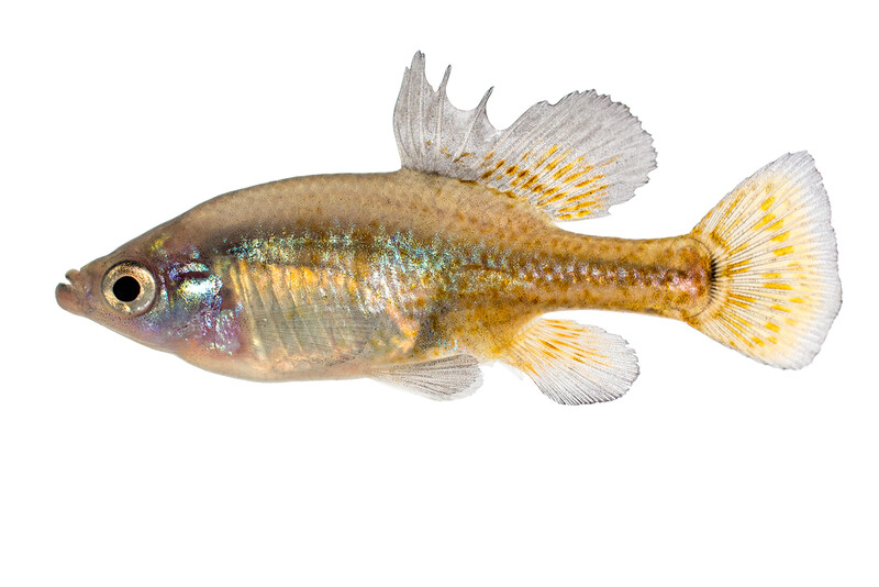 Golden Skiffia (Photo by Wolfgang Gessi (www.pisces.at)
