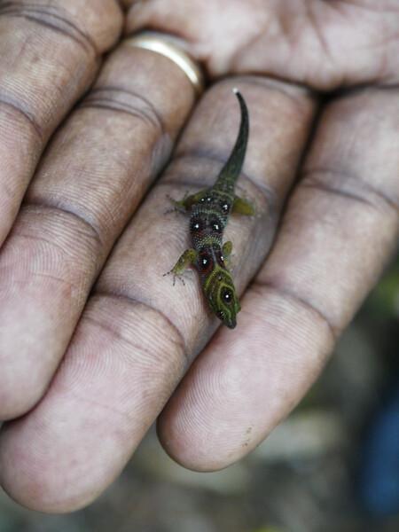 Union Island Gecko (Gonatodes daudini) held by warden Roseman Adams.
