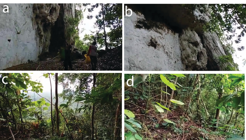 Photos of the area where the black-browed babbler was rediscovered by locals. (Photo courtesy of Birdpacker)