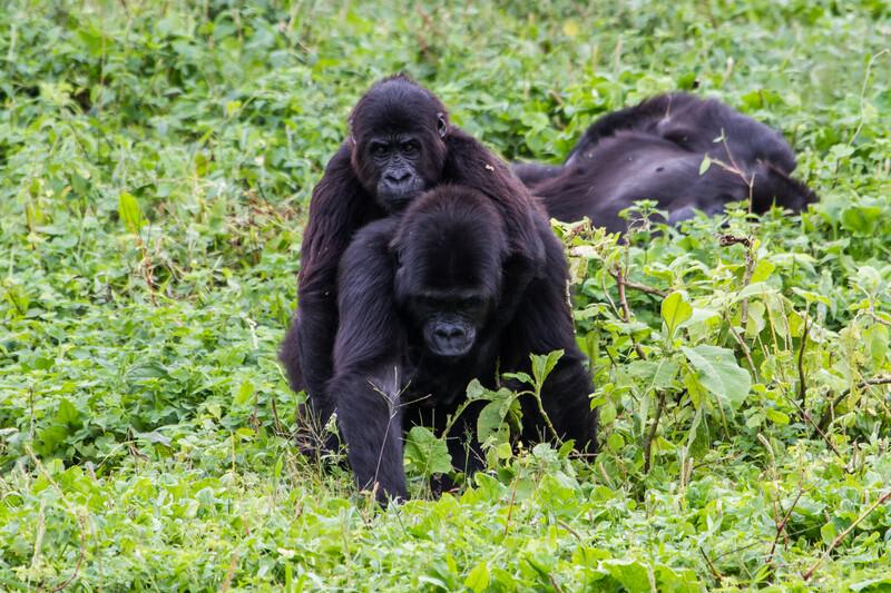 Both rescued as infants, female Ndjingala practices carrying young female Isangi.