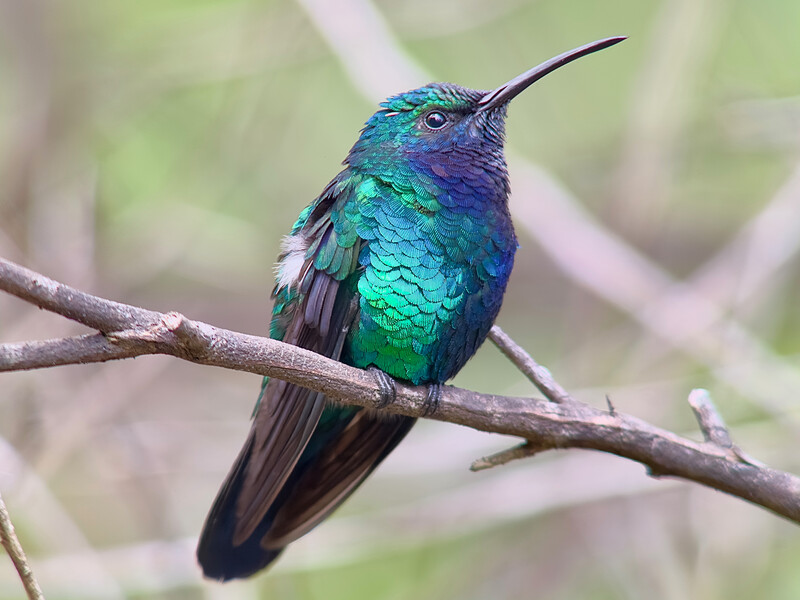 Santa Marta Sabrewing. (Photo by Carole Turek)