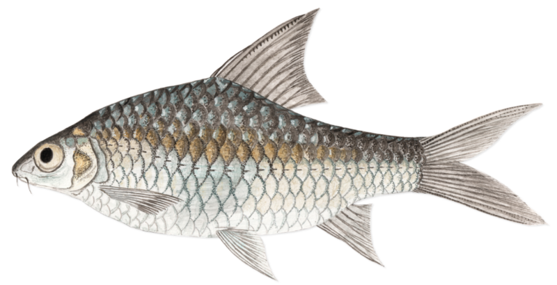 The Annamite barb was last seen in 1936. It lives in the Huong River in Vietnam. (Illustration by Huu Manh Bui)
