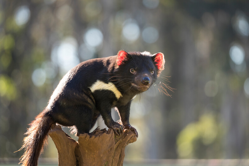Tasmanian devil Jacksen, the sassy one. (Photo courtesy of Aussie Ark)