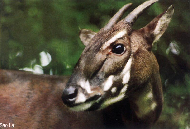 Saola (Photo by Toon Fey, WWF)