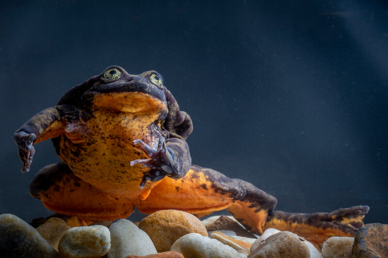 Photo by Robin Moore, Global Wildlife Conservation