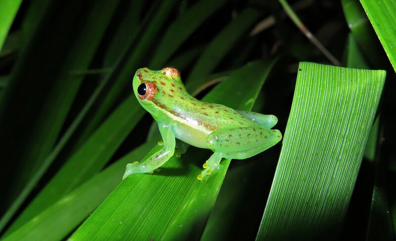 The Tapir valley tree frog (Tlalocohyla celeste), a newly described species that was discovered in a Costa Rican Nature Reserve. It’s only known home is a 20-acre wetland area on the reserve. (Photo by Valeria Aspinall)