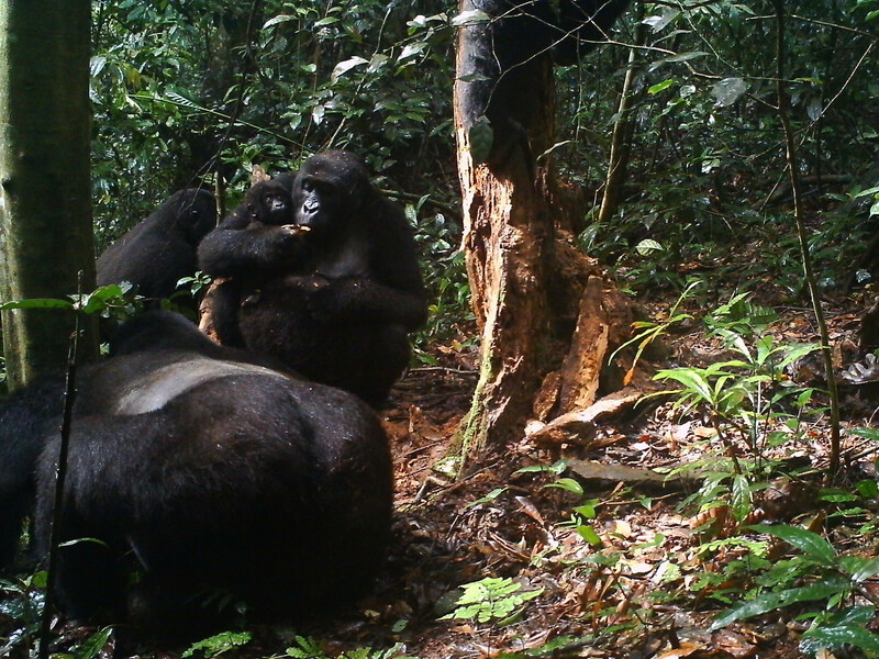 Eastern Lowland Gorilla family troop with infant captured with remote field camera in Tayna Nature Reserve.