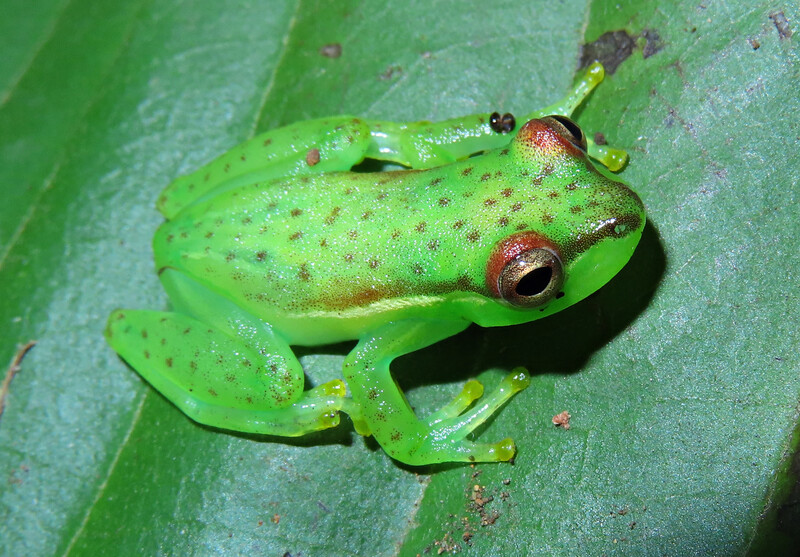 The Tapir valley tree frog (Tlalocohyla celeste), a newly described species that was discovered in a Costa Rican Nature Reserve. It’s only known home is a 20-acre wetland area on the reserve. (Photo by Juan G. Abarca)