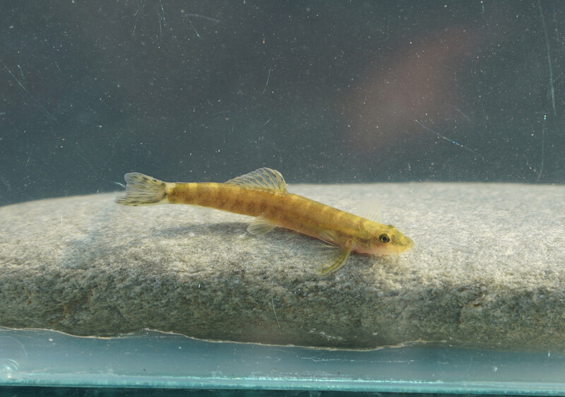 A Batman River Loach. The freshwater fish was lost to science from 1974 until 2021 when an expedition to the streams that makeup the headwaters of the Batman River rediscovered it. It is the first fish on Shoal and Re:wild's top 10 list of lost fishes to be rediscovered. (Photo courtesy of Re:wild)
