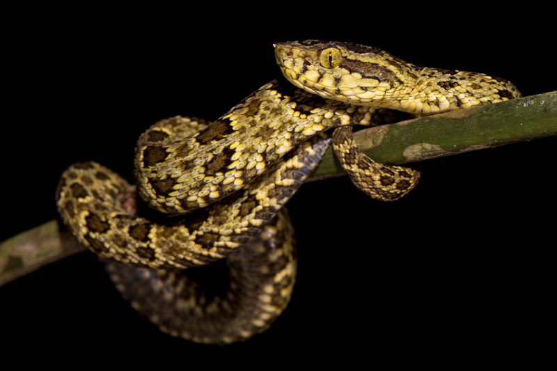A Chocoan lancehead, a snake that had not been documented in Córdoba department before until an expedition to Alto Sinú in February and March 2021. (Carlos Bran-Castrillón/Uraba Nature Tours)