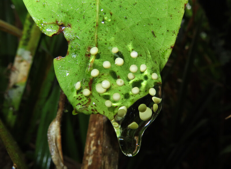Eggs of the tapir valley tree frog on a leaf in the Tapir Valley Nature Reserve in Costa Rica. (Photo by Valeria Aspinall)