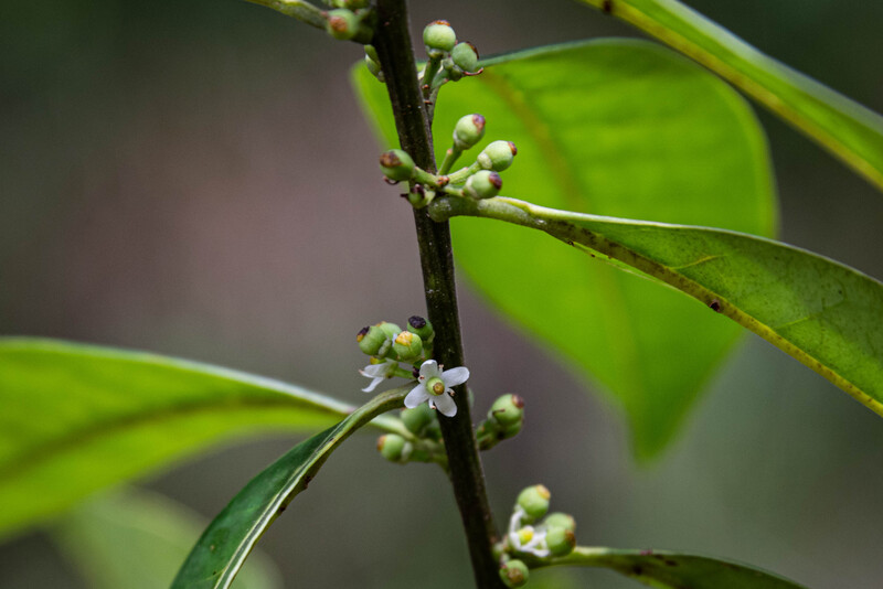 Pernambuco Holly (Ilex Sapiiformis). (Photo by Fred Jordão)
