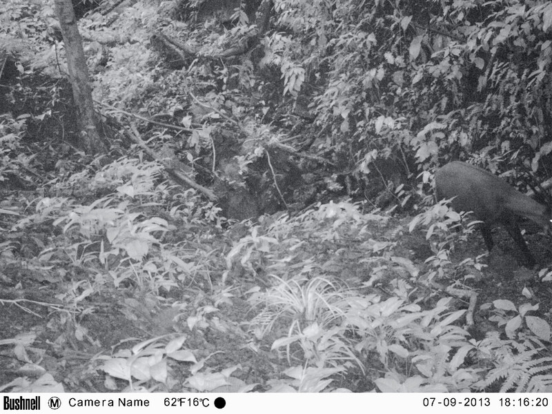Saola on camera trap in 2013 (Photo courtesy of WWF-Viet Nam)