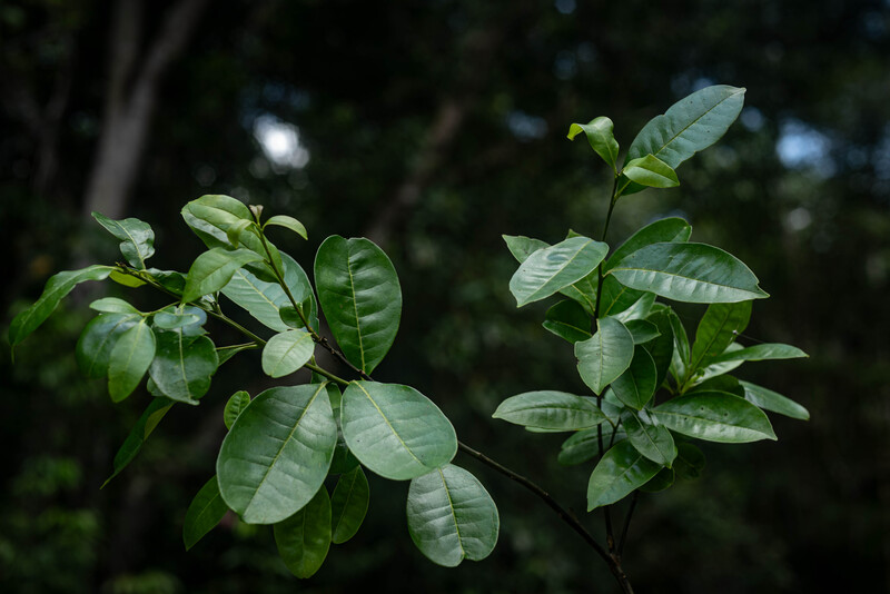 Pernambuco Holly (Ilex Sapiiformis). (Photo by Fred Jordão)