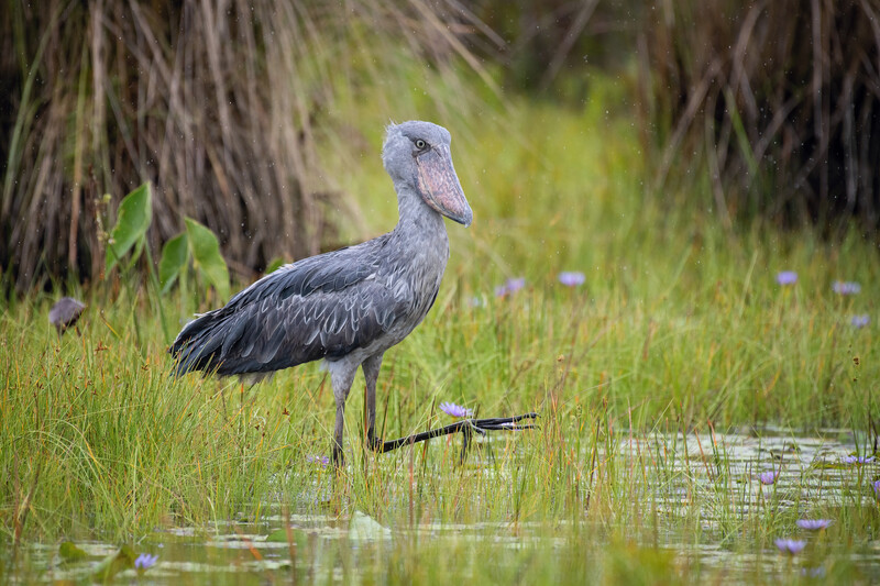 Shoebill Copyright (c) Petr Simon/Shutterstock. No use without permission.