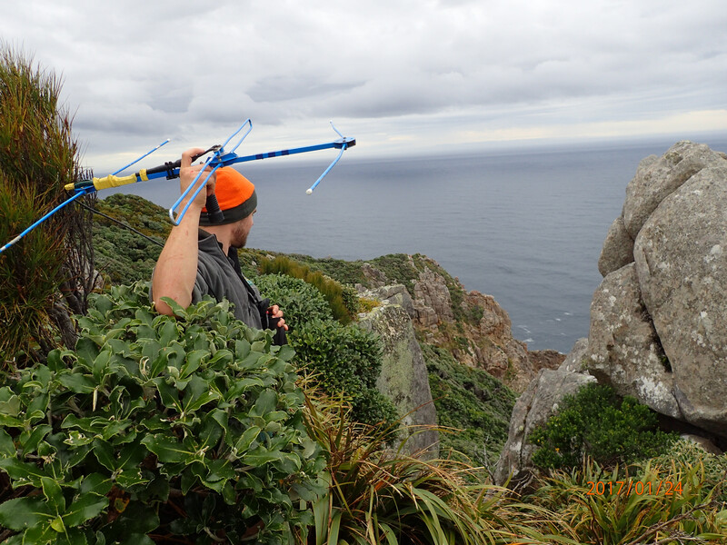 Ranger Tim in tiger country looking for Attenborough- Whenua Hou. (Photo courtesy of New Zealand Department of Conservation)