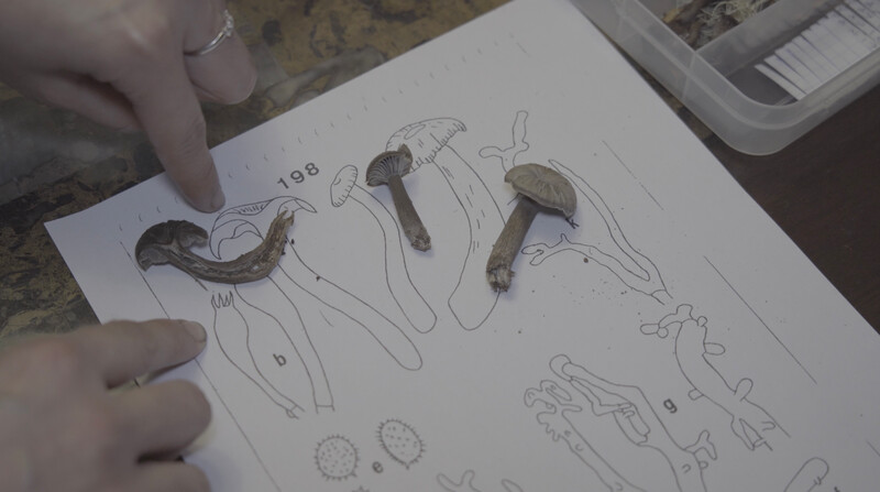 Mushrooms over drawings depicting Austroomphaliaster nahuelbutensis, made by Garrido in 1988. (Photo courtesy of Fungi Foundation)