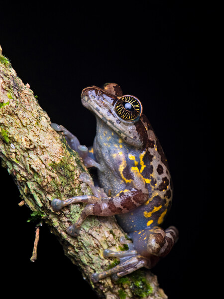 Ghat Tree Frog (Ghatixalus asterops), India, Near Threatened (Photo by Sandeep Das)
