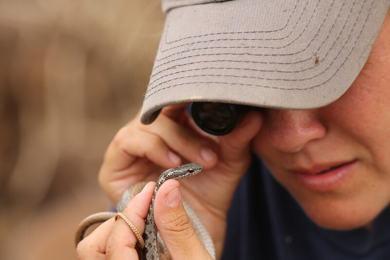 Paula Castaño, wildlife veterinarian and island restoration specialist with Island Conservation, holding a Floreana Racer (Photo by Luis Ortiz Catedral)