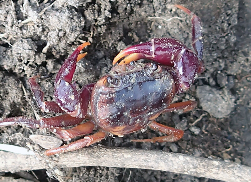 The first living specimen of Afzelius’s crab (Afrithelphusa afzelii) to be seen by scientists since 1796 rediscovered in the southern Province of Sierra Leone. (Photo by Pierre A. Mvogo Ndongo) 
