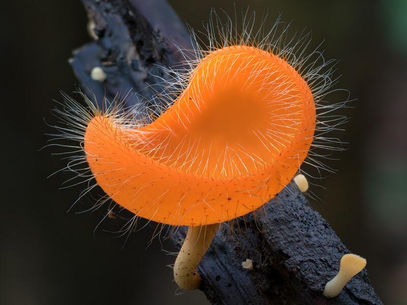 Cup Fungus, genus Cookeina, Yunnan (Photo copyright Stephen Axford and Catherine Marciniak, www.planetfungi.movie)