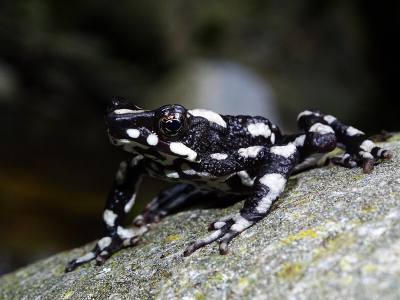 Starry Night Harlequin Toad (Atelopus aryescue). (Photo courtesy of Fundación Atelopus)