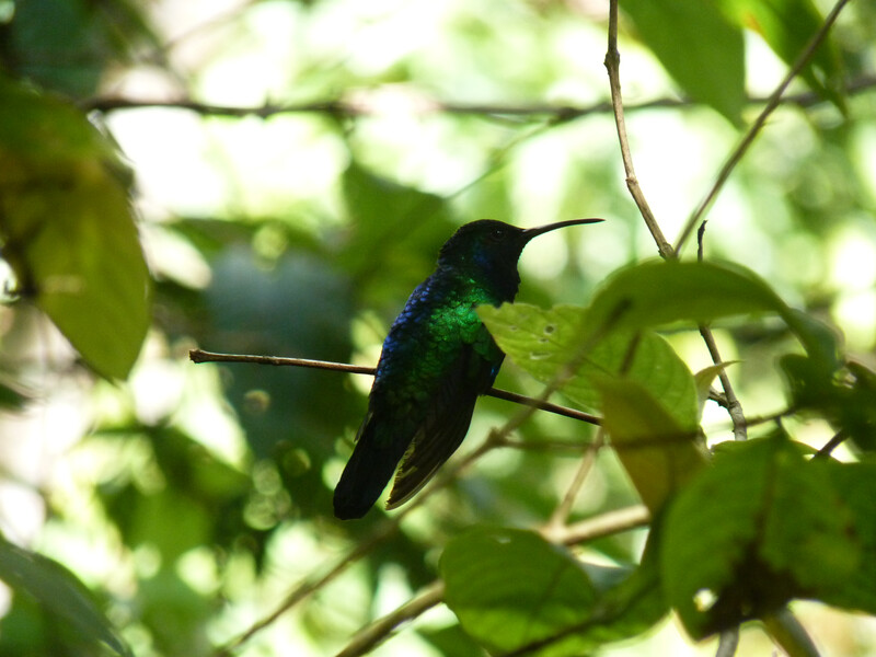 PHOTO: A male Santa Marta sabrewing. The species was rediscovered in Colombia's Sierra Nevada de Santa Marta. The hummingbird had not had a documented sighting in 13 years and was included on the Search for Lost Birds list of the top 10 most wanted lost birds. It was only the third time the hummingbird has been documented since it was described by science in 1946. (Photo by Yurgen Vega/SELVA/ProCAT)