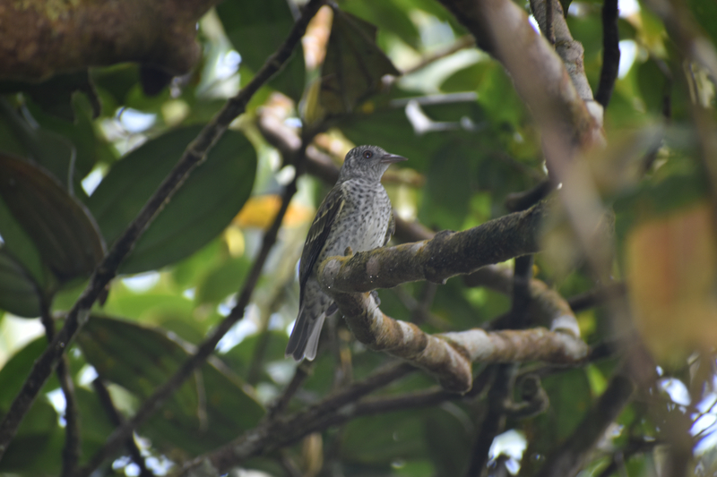 A sharpbill, photographed during a recent expedition to Alto Sinú in Córdoba department, Colombia in search of the Sinú parakeet. The sharpbill is another rare bird that has only been documented a handful of times in Colombia. (Johann Villalba @villalbajohann)
