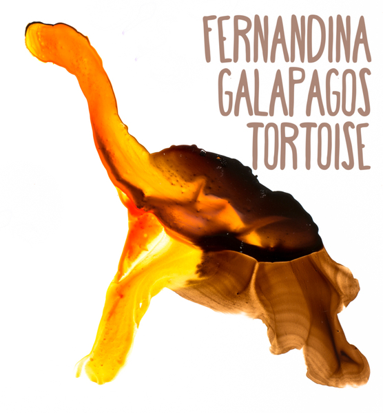 Fernandina Galapagos Tortoise for web