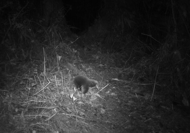 Camera trap photo of Attenborough’s long-beaked echidna (Photo by Expedition Cyclops 2023)