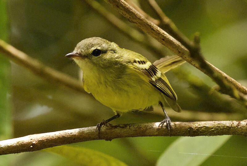 An Urich's tyrannulet. The photo was taken by an expedition team in Venezuela searching for the species, which has not had a recorded sighting since 2005. The expedition teams' photos are the first-ever clear photos of the species. (Photo by David Ascanio)
