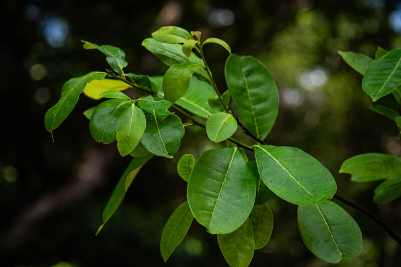 Pernambuco Holly (Ilex Sapiiformis). (Photo by Fred Jordão)