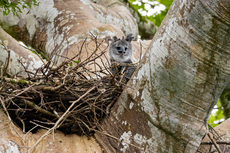 Harpy Eagle (Recuerda que el crédito de la foto es: ©️Rafael Lau/Canopy Tower)