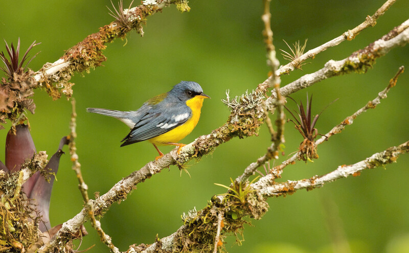 Photo taken during an expedition searching for Urich's tyrannulet in Venezuela in May 2021. (Photo by David Ascanio)