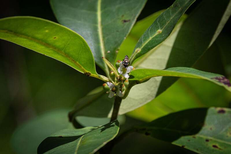 Pernambuco Holly (Ilex Sapiiformis). (Photo by Fred Jordão)