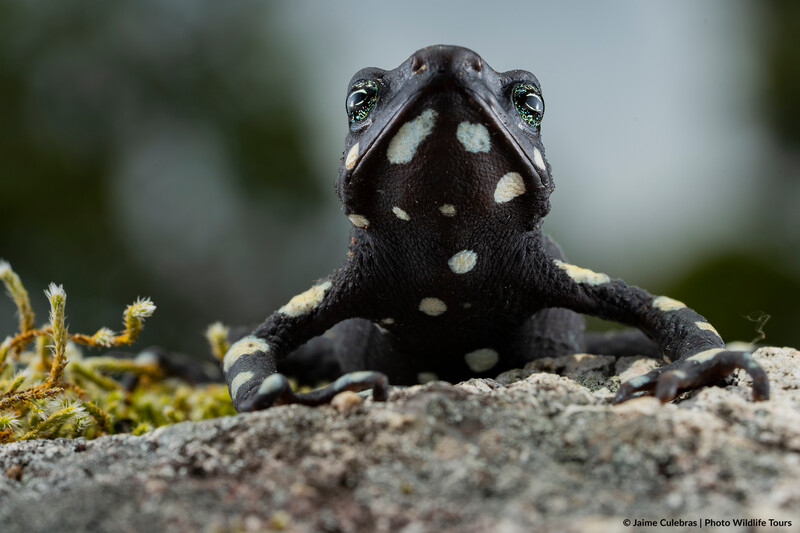 Atelopus arsycue in Colombia. (Photo by Jaime Culebras/Photo Wildlife Tours)