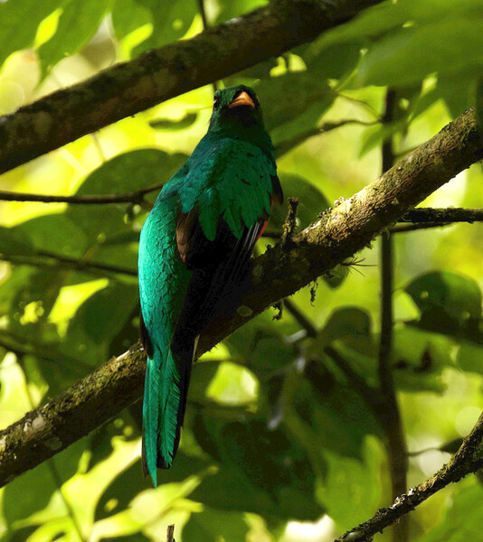 Photo taken during an expedition searching for Urich's Tyrannulet in Venezuela in May 2021. (Photo by David Ascanio)