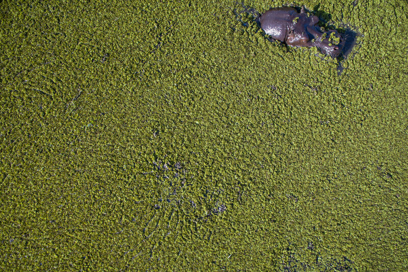 Hippopotamus in the Okavango Delta, shot on assignment for National Geographic Magazine.