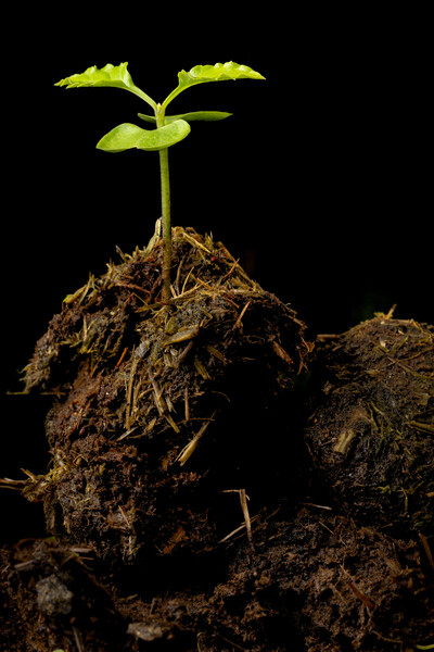 Jicaro Danto Tree (Parmentiera valerii) seedling growing from Baird's Tapir dung. (Photo: © Michiel van Noppen)