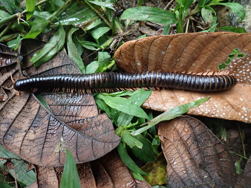 Spirostreptus sculptus, a species of giant millipede in Madagascar. The species was documented during a Search for Lost Species expedition in Makira Forest in September 2023. Scientists determined that the last documented sighting before 2023 was in 1897. However, the millipede has likely never been lost to local communities. (Photo by Dmitry Telnov)