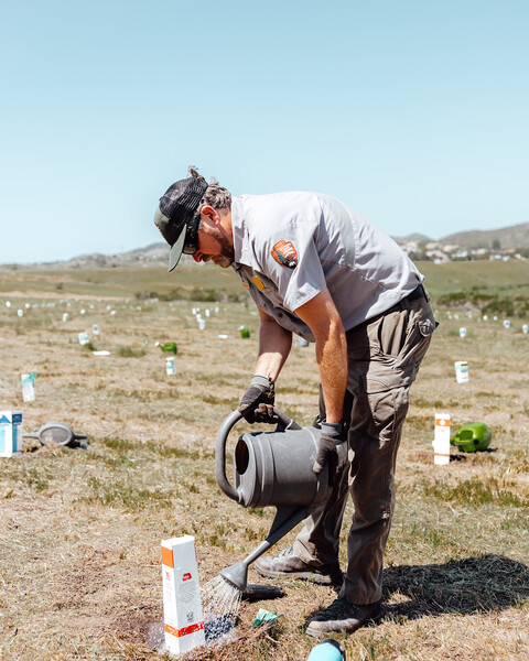 National Parks Service staff member watering native plants for restoration project at Santa Monica Mountains National Recreation Area.   Photo by Trey Krogh