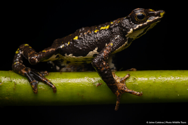 Atelopus laetissimus in Colombia (Photo by Jaime Culebras/Photo Wildlife Tours)